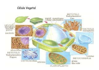 Célula Vegetal 