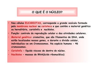 O QUE É O NÚCLEO? Nas células  EUCARIOTAS , corresponde a grande vesícula formada pela  membrana nuclear  ou  carioteca  e que contém o material genético ou hereditário, cariolinfa e  nucléolos. Função: controle da reprodução celular e das atividades celulares. Material genético : cromatina, que são filamentos de DNA, onde estão localizados nossos genes, e durante a divisão celular, individualiza-se em Cromossomos. Na espécie humana - 46 cromossomos. Cariolinfa  - líquido viscoso de dentro do núcleo. Nucléolos  - massas de RNA(ácido ribonucléico)  
