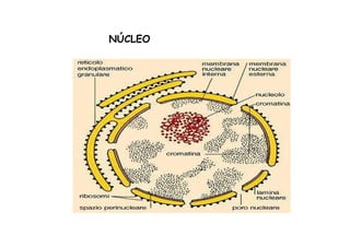 NÚCLEO 