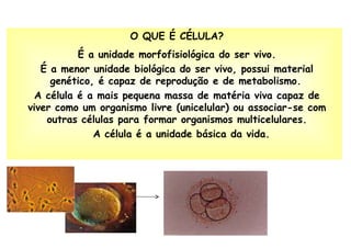 O QUE É CÉLULA? É a unidade morfofisiológica do ser vivo. É a menor unidade biológica do ser vivo, possui material genético, é capaz de reprodução e de metabolismo.   A célula é a mais pequena massa de matéria viva capaz de viver como um organismo livre (unicelular) ou associar-se com outras células para formar organismos multicelulares.    A célula é a unidade básica da vida. 