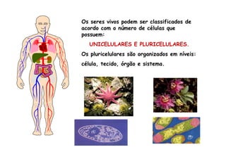 Os seres vivos podem ser classificados de acordo com o número de células que possuem: UNICELULARES E PLURICELULARES. Os pluricelulares são organizados em níveis: célula, tecido, órgão e sistema. 
