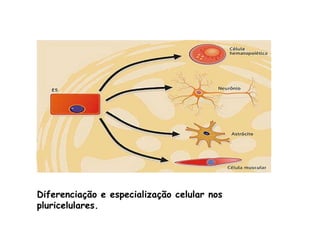 Diferenciação e especialização celular nos pluricelulares. 