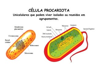 CÉLULA PROCARIOTA Unicelulares que podem viver isolados ou reunidos em agrupamentos. 