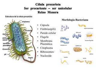 Célula procariota Ser procarionte – ser unicelular Reino Monera Morfologia Bacteriana Cápsula Fímbrias(pili) Parede celular Flagelo Membrana Plasmática Citoplasma Ribossomos Nucleoide 