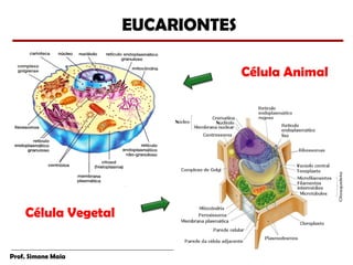 EUCARIONTES

                                   Célula Animal




    Célula Vegetal


Prof. Simone Maia
 