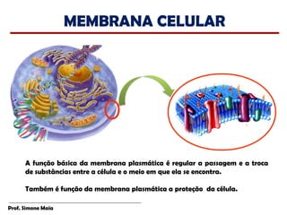 MEMBRANA CELULAR




      A função básica da membrana plasmática é regular a passagem e a troca
      de substâncias entre a célula e o meio em que ela se encontra.

      Também é função da membrana plasmática a proteção da célula.

Prof. Simone Maia
 