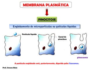 MEMBRANA PLASMÁTICA
                     MEMBRANA PLASMÁTICA


                                         PINOCITOSE

           Englobamento de micropartículas ou gotículas líquidas
           Englobamento de micropartículas ou gotículas líquidas

                     Partícula líquida
                                                            Canal de
                                                            pinocitose




                                                                                pinossomo

             A partícula englobada será, posteriormente, digerida pelos lisossomos.

Prof. Simone Maia
 
