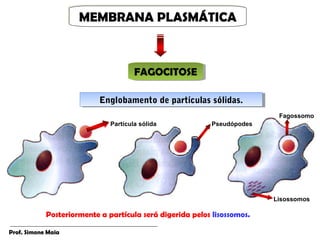 MEMBRANA PLASMÁTICA
                     MEMBRANA PLASMÁTICA



                                      FAGOCITOSE
                                      FAGOCITOSE

                           Englobamento de partículas sólidas.
                           Englobamento de partículas sólidas.
                                                                          Fagossomo
                              Partícula sólida             Pseudópodes




                                                                         Lisossomos

            Posteriormente a partícula será digerida pelos lisossomos.

Prof. Simone Maia
 