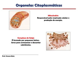 Organelas Citoplasmáticas

                                                    Mitocôndria
                                        Responsável pela respiração celular e
                                               produção de energia.




                   Complexo de Golgi:
             É formado por pequenas bolsas.
            Serve para armazenar e descartar
                       substâncias.




Prof. Simone Maia
 