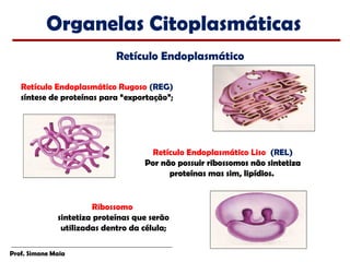 Organelas Citoplasmáticas
                             Retículo Endoplasmático

   Retículo Endoplasmático Rugoso (REG)
   síntese de proteínas para “exportação”;




                                      Retículo Endoplasmático Liso (REL)
                                    Por não possuir ribossomos não sintetiza
                                          proteínas mas sim, lipídios.


                        Ribossomo
              sintetiza proteínas que serão
               utilizadas dentro da célula;

Prof. Simone Maia
 