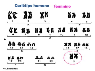 Cariótipo humano   feminino




Prof. Simone Maia
 