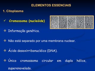 Cromossoma (nucleóide) Informação genética. Ácido desoxirribonucléico (DNA). Único cromossoma circular em dupla hélice, superenovelado. ELEMENTOS ESSENCIAIS 1. Citoplasma Não está separado por uma membrana nuclear. 