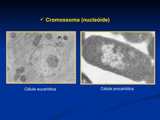 Cromossoma (nucleóide) Célula eucariótica Célula procariótica 