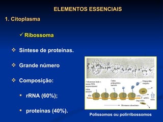 Ribossoma Síntese de proteínas. Grande número  Composição: rRNA (60%); proteínas (40%). Polissomos ou polirribossomos ELEMENTOS ESSENCIAIS 1. Citoplasma 