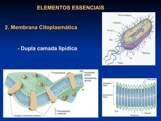 - Dupla camada lipídica ELEMENTOS ESSENCIAIS 2. Membrana Citoplasmática 