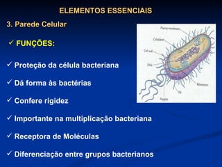   ELEMENTOS ESSENCIAIS 3. Parede Celular Proteção da célula bacteriana Dá forma às bactérias Confere rigidez Importante na multiplicação bacteriana Receptora de Moléculas Diferenciação entre grupos bacterianos FUNÇÕES: 
