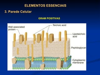 ELEMENTOS ESSENCIAIS 3. Parede Celular GRAM POSITIVAS 
