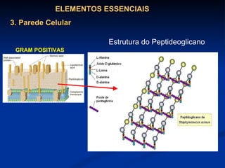 ELEMENTOS ESSENCIAIS 3. Parede Celular GRAM POSITIVAS Estrutura do Peptideoglicano 