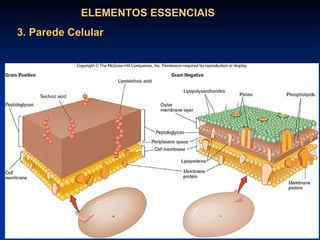 ELEMENTOS ESSENCIAIS 3. Parede Celular 