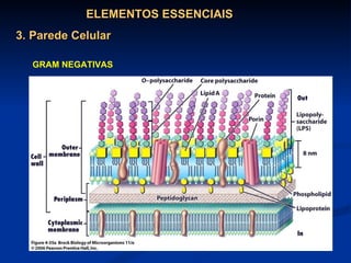 ELEMENTOS ESSENCIAIS 3. Parede Celular GRAM NEGATIVAS 