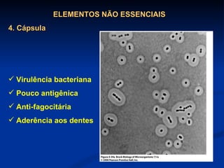 ELEMENTOS NÃO ESSENCIAIS 4. Cápsula Virulência bacteriana Pouco antigênica Anti-fagocitária Aderência aos dentes 