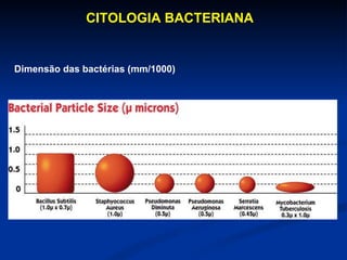 Dimensão das bactérias (mm/1000)  CITOLOGIA BACTERIANA  