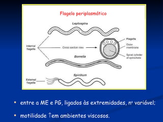 entre a ME e PG, ligados às extremidades, n o  variável;  motilidade   em ambientes viscosos. Flagelo periplasmático 