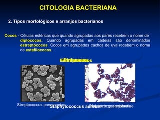 CITOLOGIA BACTERIANA  2. Tipos morfológicos e arranjos bacterianos Cocos  -  Células esféricas que quando agrupadas aos pares recebem o nome de  diplococos . Quando agrupadas em cadeias são denominados  estreptococos . Cocos em agrupados cachos de uva recebem o nome de  estafilococos . Diplococos Streptococcus pneumoniae Neisseria gonorrhoeae Estreptococos Streptococcus agalactiae  Staphylococcus aureus Estafilococos 
