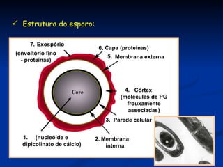 Estrutura do esporo: 1. 2. 3. 4. 5. 6. 7. Exospório (envoltório fino - proteínas) Capa (proteínas) Córtex  (moléculas de PG frouxamente associadas) Parede celular Membrana interna Membrana externa (nucleóide e dipicolinato de cálcio) 