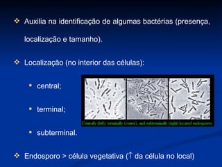 Auxilia na identificação de algumas bactérias (presença, localização e tamanho). Localização (no interior das células): central; terminal; subterminal. Endosporo > célula vegetativa (   da célula no local)  