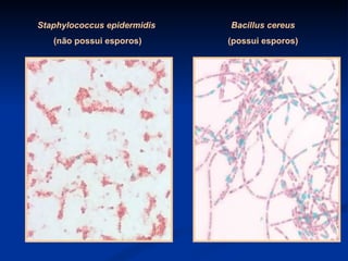 Staphylococcus epidermidis  (não possui esporos) Bacillus cereus (possui esporos) 