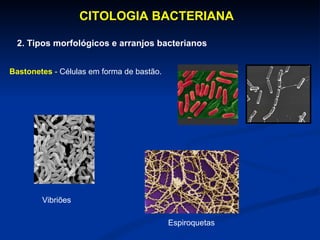 CITOLOGIA BACTERIANA  2. Tipos morfológicos e arranjos bacterianos Bastonetes  -  Células em forma de bastão.  Vibriões Espiroquetas 