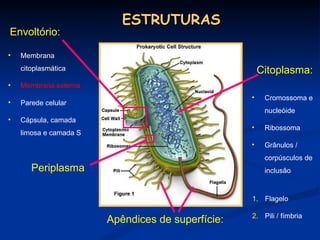 ESTRUTURAS Periplasma Citoplasma: Apêndices de superfície: Membrana citoplasmática Membrana externa Parede celular Cápsula, camada limosa e camada S Flagelo Pili / fímbria  Cromossoma e nucleóide Ribossoma Grânulos / corpúsculos de inclusão   Envoltório: 