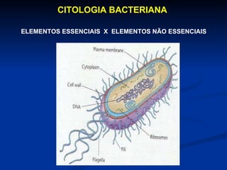 CITOLOGIA BACTERIANA  ELEMENTOS ESSENCIAIS  X  ELEMENTOS NÃO ESSENCIAIS 