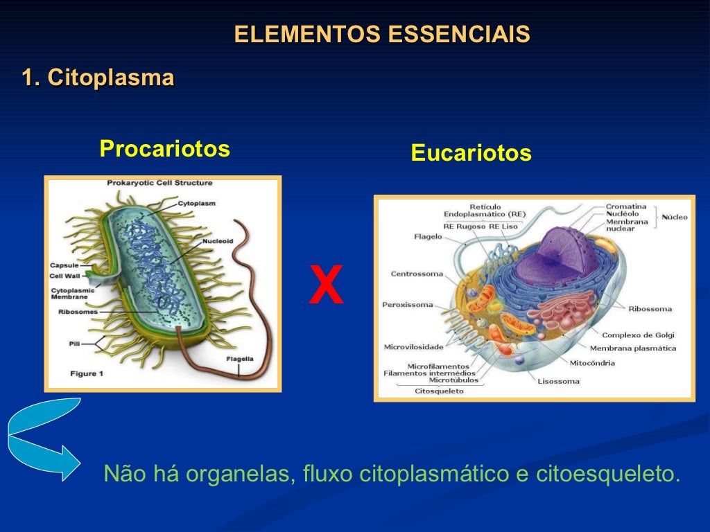 Sobre A Citologia Bacteriana é Correto Afirmar Que