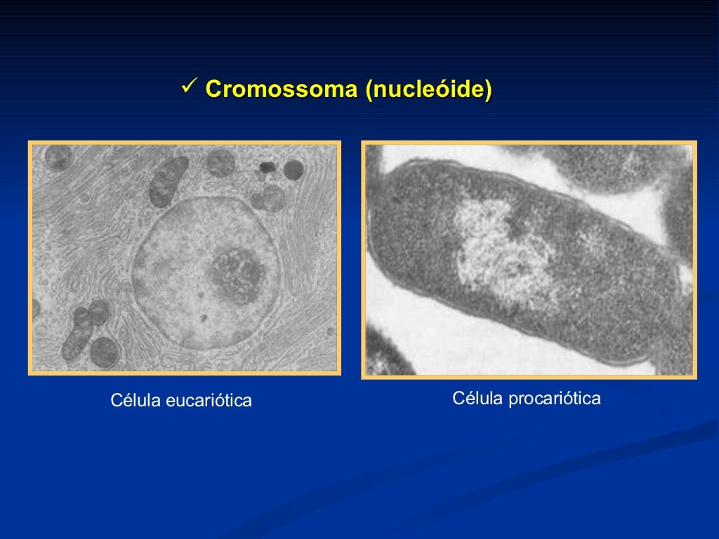 Sobre A Citologia Bacteriana é Correto Afirmar Que