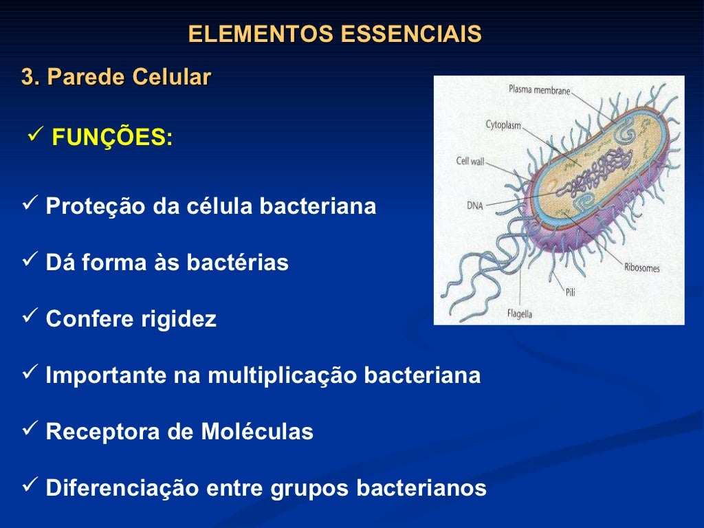 Sobre A Citologia Bacteriana é Correto Afirmar Que