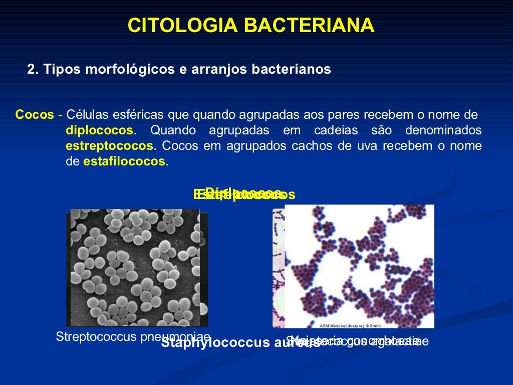 Sobre A Citologia Bacteriana é Correto Afirmar Que
