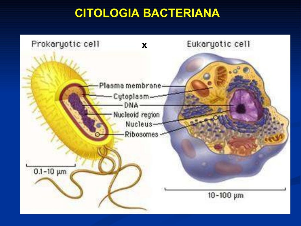Sobre A Citologia Bacteriana é Correto Afirmar Que