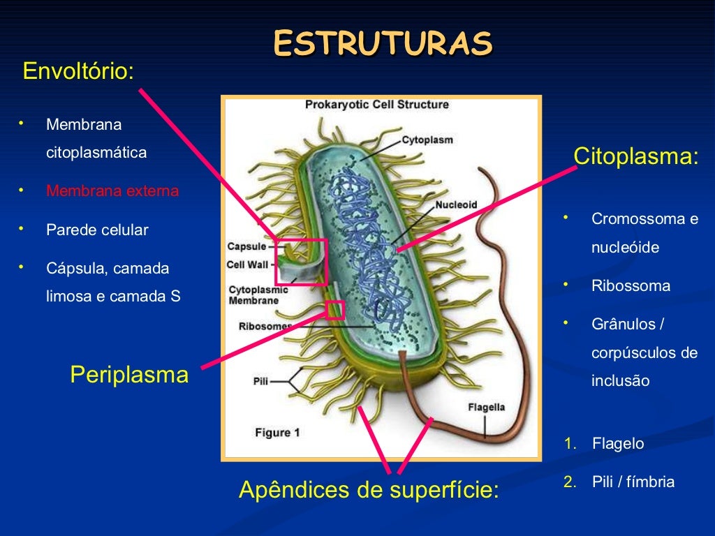 Sobre A Citologia Bacteriana é Correto Afirmar Que