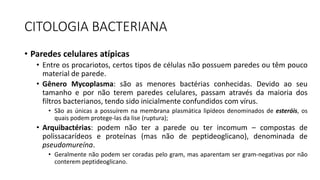 CITOLOGIA BACTERIANA
• Paredes celulares atípicas
• Entre os procariotos, certos tipos de células não possuem paredes ou têm pouco
material de parede.
• Gênero Mycoplasma: são as menores bactérias conhecidas. Devido ao seu
tamanho e por não terem paredes celulares, passam através da maioria dos
filtros bacterianos, tendo sido inicialmente confundidos com vírus.
• São as únicas a possuírem na membrana plasmática lipídeos denominados de esteróis, os
quais podem protege-las da lise (ruptura);
• Arquibactérias: podem não ter a parede ou ter incomum – compostas de
polissacarídeos e proteínas (mas não de peptideoglicano), denominada de
pseudomureína.
• Geralmente não podem ser coradas pelo gram, mas aparentam ser gram-negativas por não
conterem peptideoglicano.
 