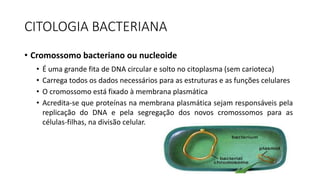 CITOLOGIA BACTERIANA
• Cromossomo bacteriano ou nucleoide
• É uma grande fita de DNA circular e solto no citoplasma (sem carioteca)
• Carrega todos os dados necessários para as estruturas e as funções celulares
• O cromossomo está fixado à membrana plasmática
• Acredita-se que proteínas na membrana plasmática sejam responsáveis pela
replicação do DNA e pela segregação dos novos cromossomos para as
células-filhas, na divisão celular.
 