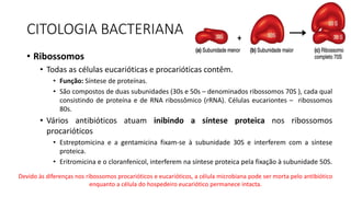 CITOLOGIA BACTERIANA
• Ribossomos
• Todas as células eucarióticas e procarióticas contêm.
• Função: Síntese de proteínas.
• São compostos de duas subunidades (30s e 50s – denominados ribossomos 70S ), cada qual
consistindo de proteína e de RNA ribossômico (rRNA). Células eucariontes – ribossomos
80s.
• Vários antibióticos atuam inibindo a síntese proteica nos ribossomos
procarióticos
• Estreptomicina e a gentamicina fixam-se à subunidade 30S e interferem com a síntese
proteica.
• Eritromicina e o cloranfenicol, interferem na síntese proteica pela fixação à subunidade 50S.
Devido às diferenças nos ribossomos procarióticos e eucarióticos, a célula microbiana pode ser morta pelo antibiótico
enquanto a célula do hospedeiro eucariótico permanece intacta.
 