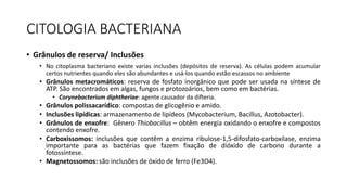 CITOLOGIA BACTERIANA
• Grânulos de reserva/ Inclusões
• No citoplasma bacteriano existe varias inclusões (depósitos de reserva). As células podem acumular
certos nutrientes quando eles são abundantes e usá-los quando estão escassos no ambiente
• Grânulos metacromáticos: reserva de fosfato inorgânico que pode ser usada na síntese de
ATP. São encontrados em algas, fungos e protozoários, bem como em bactérias.
• Corynebacterium diphtheriae: agente causador da difteria.
• Grânulos polissacarídico: compostas de glicogênio e amido.
• Inclusões lipídicas: armazenamento de lipídeos (Mycobacterium, Bacillus, Azotobacter).
• Grânulos de enxofre: Gênero Thiobacillus – obtêm energia oxidando o enxofre e compostos
contendo enxofre.
• Carboxissomos: inclusões que contêm a enzima ribulose-1,5-difosfato-carboxilase, enzima
importante para as bactérias que fazem fixação de dióxido de carbono durante a
fotossíntese.
• Magnetossomos: são inclusões de óxido de ferro (Fe3O4).
 