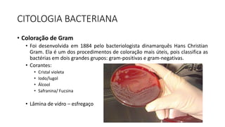 CITOLOGIA BACTERIANA
• Coloração de Gram
• Foi desenvolvida em 1884 pelo bacteriologista dinamarquês Hans Christian
Gram. Ela é um dos procedimentos de coloração mais úteis, pois classifica as
bactérias em dois grandes grupos: gram-positivas e gram-negativas.
• Corantes:
• Cristal violeta
• Iodo/lugol
• Álcool
• Safranina/ Fucsina
• Lâmina de vidro – esfregaço
 