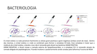 BACTERIOLOGIA
O cristal violeta e o iodo penetram facilmente as células gram-positivas e gram-negativas (ambas coram de roxo) . Dentro
das mesmas, o cristal violeta e o iodo se combinam para formar o complexo CV-Iodo. Esse complexo é maior que a
molécula de cristal violeta, e devido a isso não é removido pelo álcool nas bactérias GRAM POSITIVA.
GRAM NEGATIVA: o álcool rompe a camada externa de lipopolissacarídeo, e o complexo CV-I é removido através da
camada delgada de peptideoglicano. Ficando incolores e posteriormente sendo coradas pela Safranina/ Fucsina de ROSA.
 