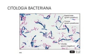 CITOLOGIA BACTERIANA
 