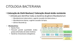 CITOLOGIA BACTERIANA
• Coloração de Ziehl-Neelsen/ Coloração álcool-ácido resistente
• Utilizada para identificar todas as bactérias do gênero Mycobacterium
• Mycobacterium tuberculosis, o agente causador da tuberculose, e
• Mycobacterium leprae, o agente causador da lepra.
• Gênero Nocardia sp.
• Micobactérias:
• Bacilos finos
• Possuem grande quantidade ácidos
graxos (chamados de ácido micólico)
• Bactérias intracelulares obrigatórias.
 