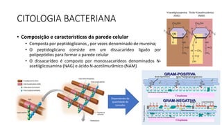 CITOLOGIA BACTERIANA
• Composição e características da parede celular
• Composta por peptidoglicanos , por vezes denominado de mureína;
• O peptidoglicano consiste em um dissacarídeo ligado por
polipeptídios para formar a parede celular
• O dissacarídeo é composto por monossacarídeos denominados N-
acetilglicosamina (NAG) e ácido N-acetilmurâmico (NAM)
Dependendo da
quantidade de
camadas
 