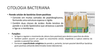 CITOLOGIA BACTERIANA
• Parede celular de bactérias Gram-positivas
• Consiste em muitas camadas de peptideoglicanos,
formando uma estrutura espessa e rígida.
• Contêm duas classes de ácidos: Ácido teicóico da
parede e o ácido lipoteicóico que atravessa a parede
e liga-se a membrana.
• Funções:
• Se ligam e regulam o movimento de cátions (íons positivos) para dentro e para fora da célula.
• Também podem assumir um papel no crescimento celular, impedindo a ruptura extensa da
parede e a possível lise celular.
• Fornecem especificidade antigênica da parede e, portanto, tornam possível identificar bactérias
gram-positivas utilizando determinados testes laboratoriais
 